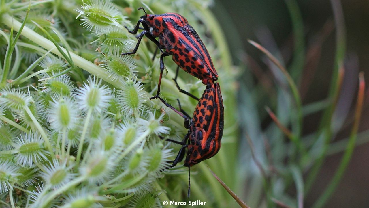 Graphosoma italicus in copula